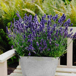 Hayloft Lavandula Blue Spear - English Lavander 5 X 1l Pots