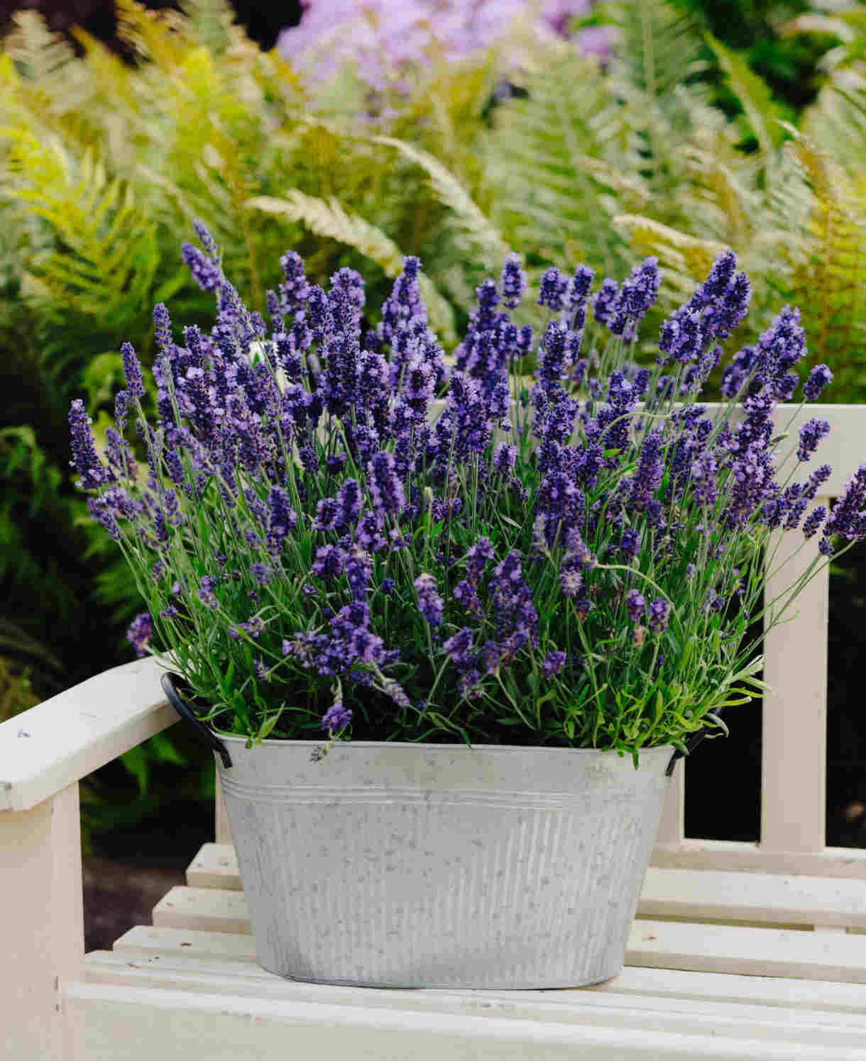 Hayloft Lavandula Blue Spear - English Lavander 5 X 1l Pots