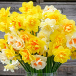 Thompson & Morgan Daffodil Double Classic Mix 32 Bulbs