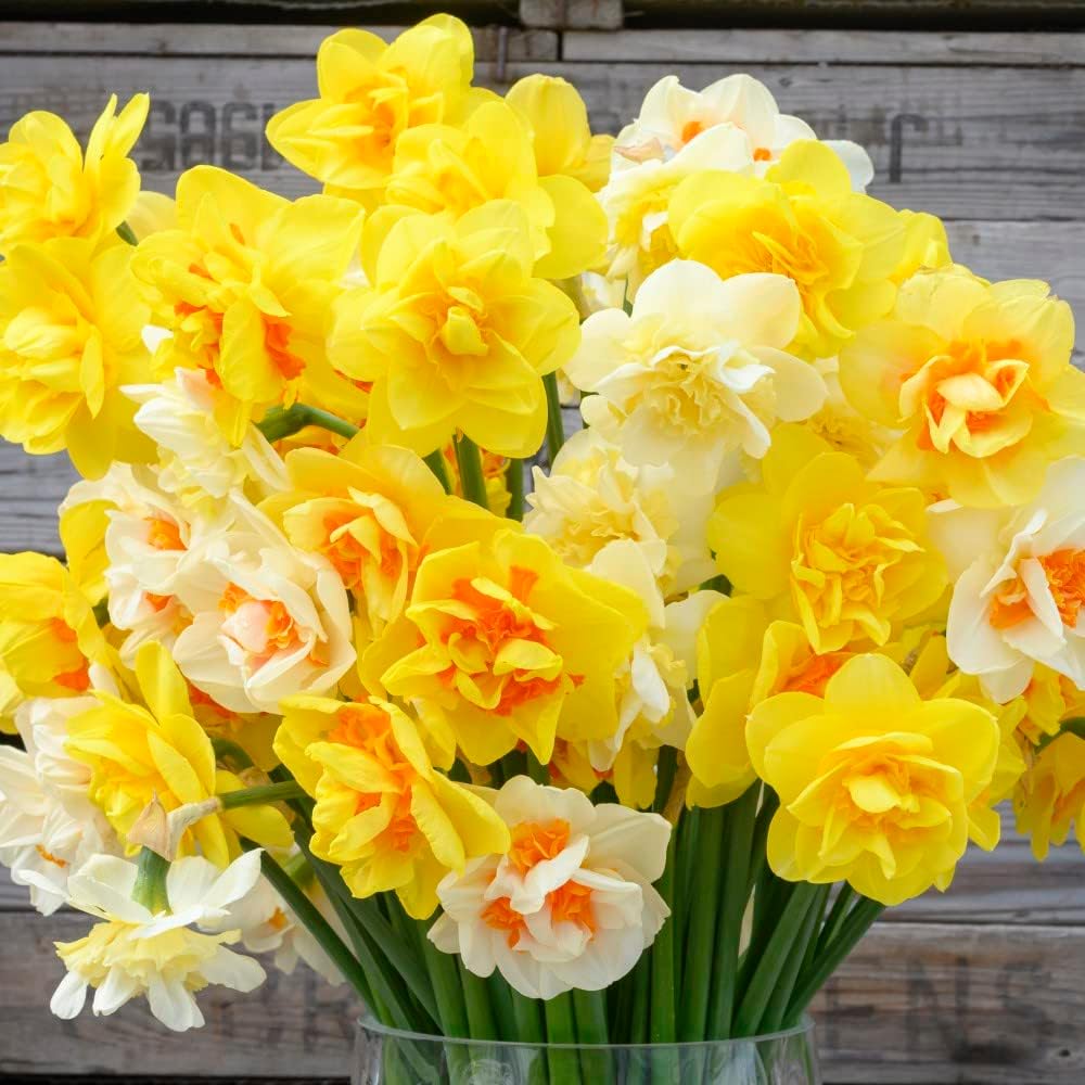 Thompson & Morgan Daffodil Double Classic Mix 32 Bulbs