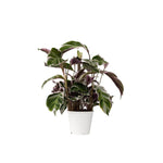 Prayer Plant - Calathea Lietzei 'white Fusion' - Height 30-40cm - ⌀14cm | Set of 1 | Green
