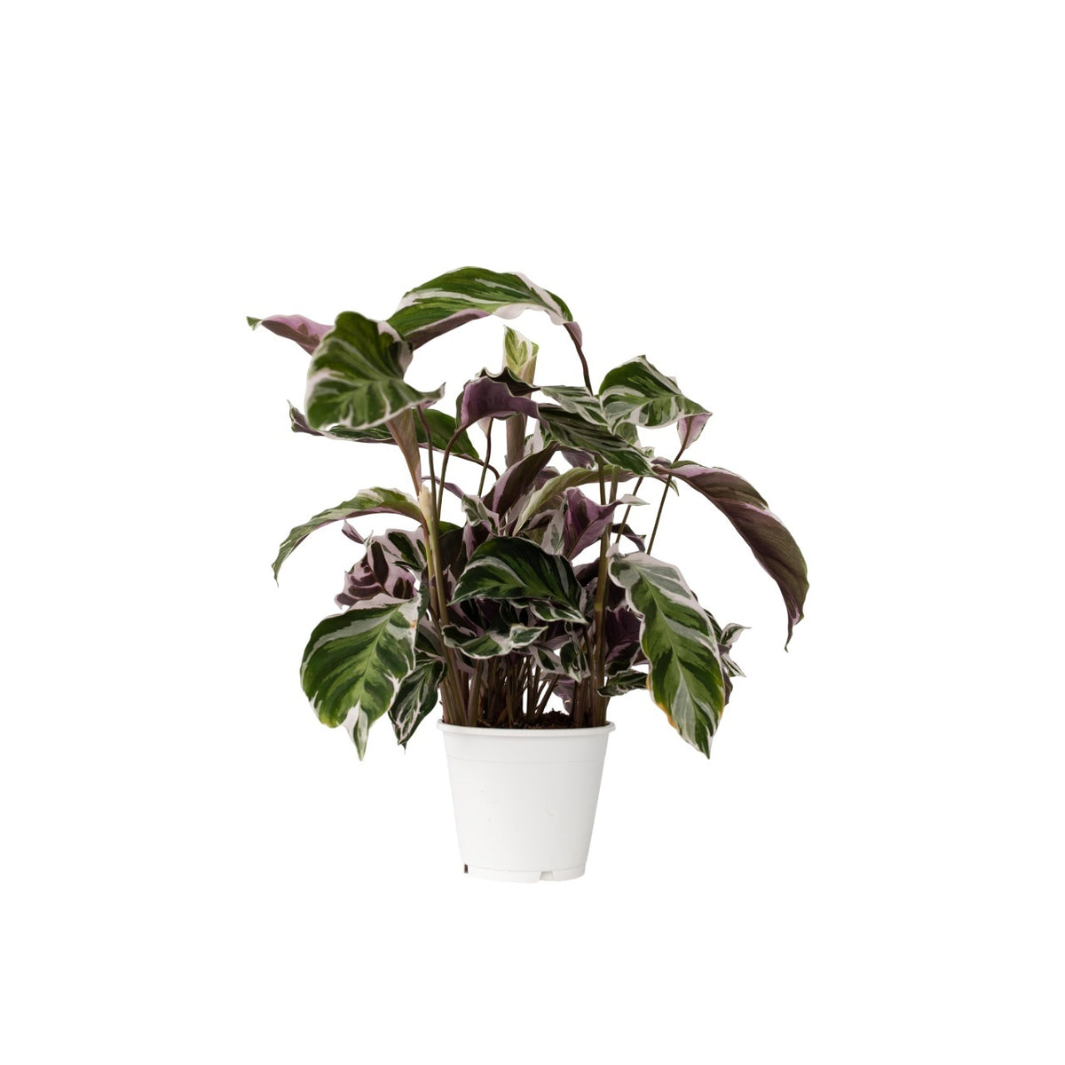 Prayer Plant - Calathea Lietzei 'white Fusion' - Height 30-40cm - ⌀14cm | Set of 1 | Green