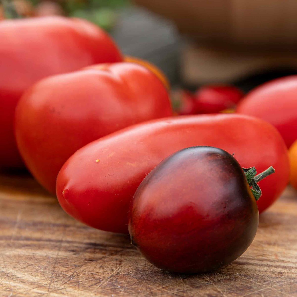 Indigo Cherry Drops Bush Tomato 9cm Plants | Set of 6