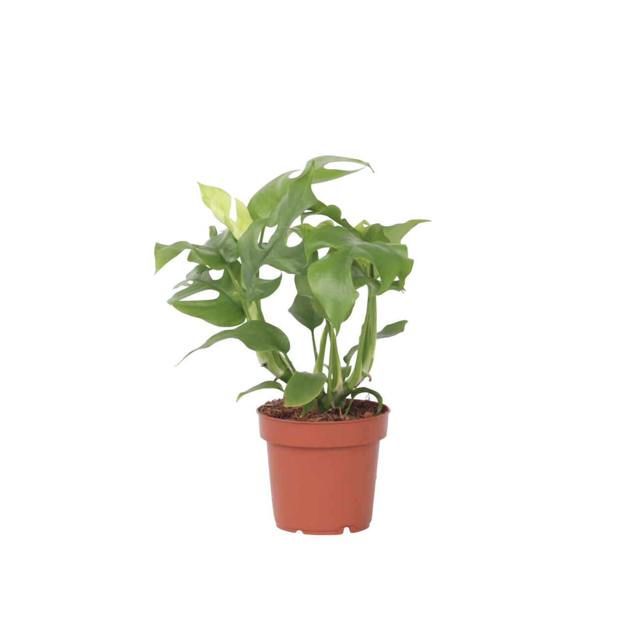 Monstera Minima - Rhaphidophora Tetrasperma - Height 20-30cm - ⌀12cm | Set of 1 | Green