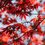 Japanese Maple - Acer Palmatum 'Atropurpureum' - Height 60-70cm - ⌀19cm | Set of 1 | Red