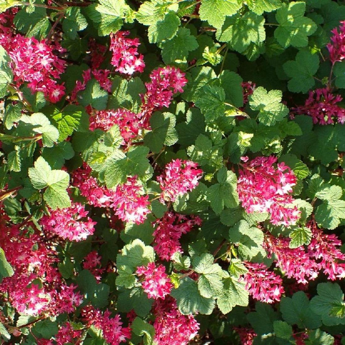 Direct Plants Ribes Pulborough Scarlet Colourful Garden Shrub