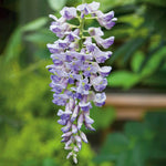 Wisteria 'amethyst Falls' Compact Purple Climber Plant | 1 x 4L | Purple & Green