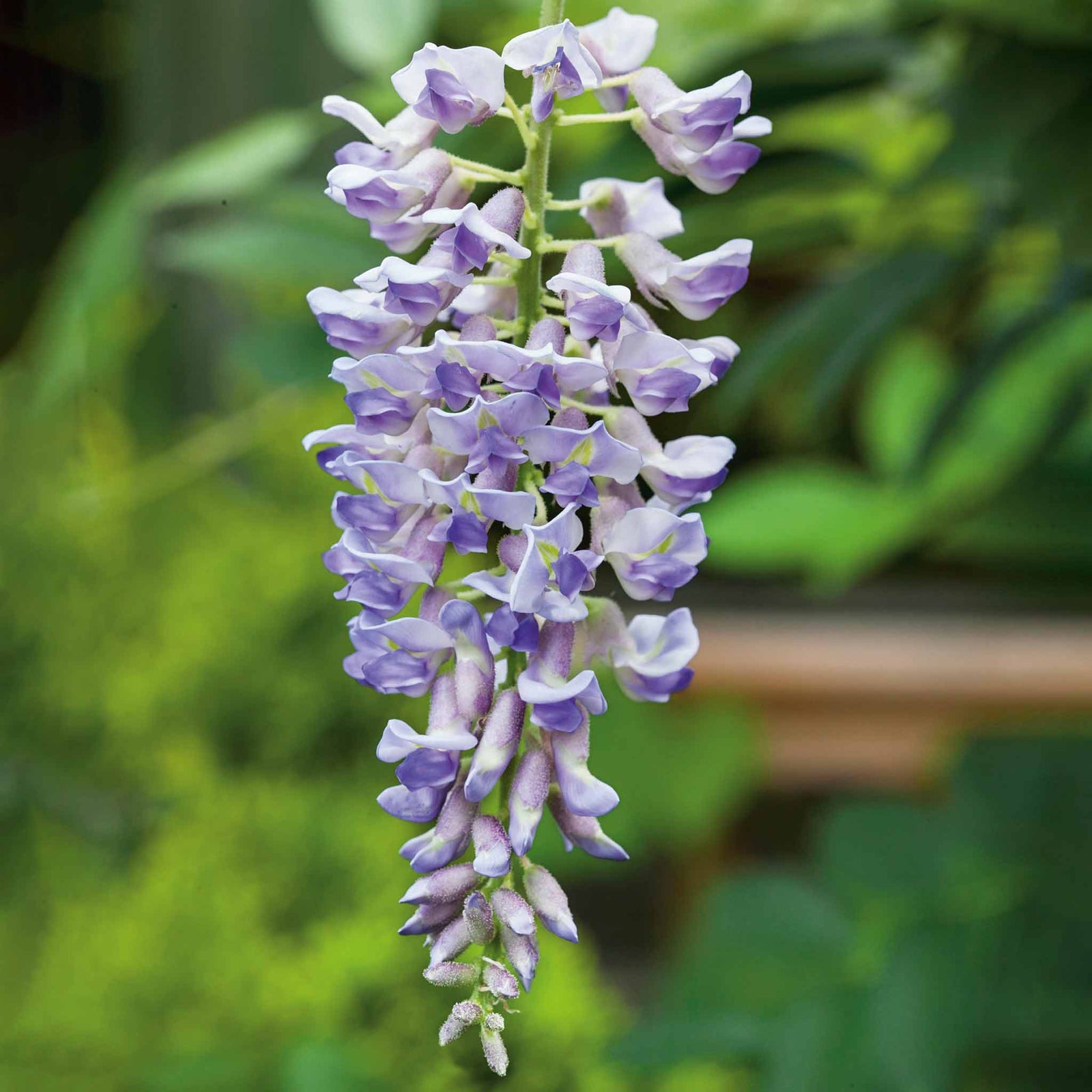 Wisteria 'amethyst Falls' Compact Purple Climber Plant | 1 x 4L | Purple & Green
