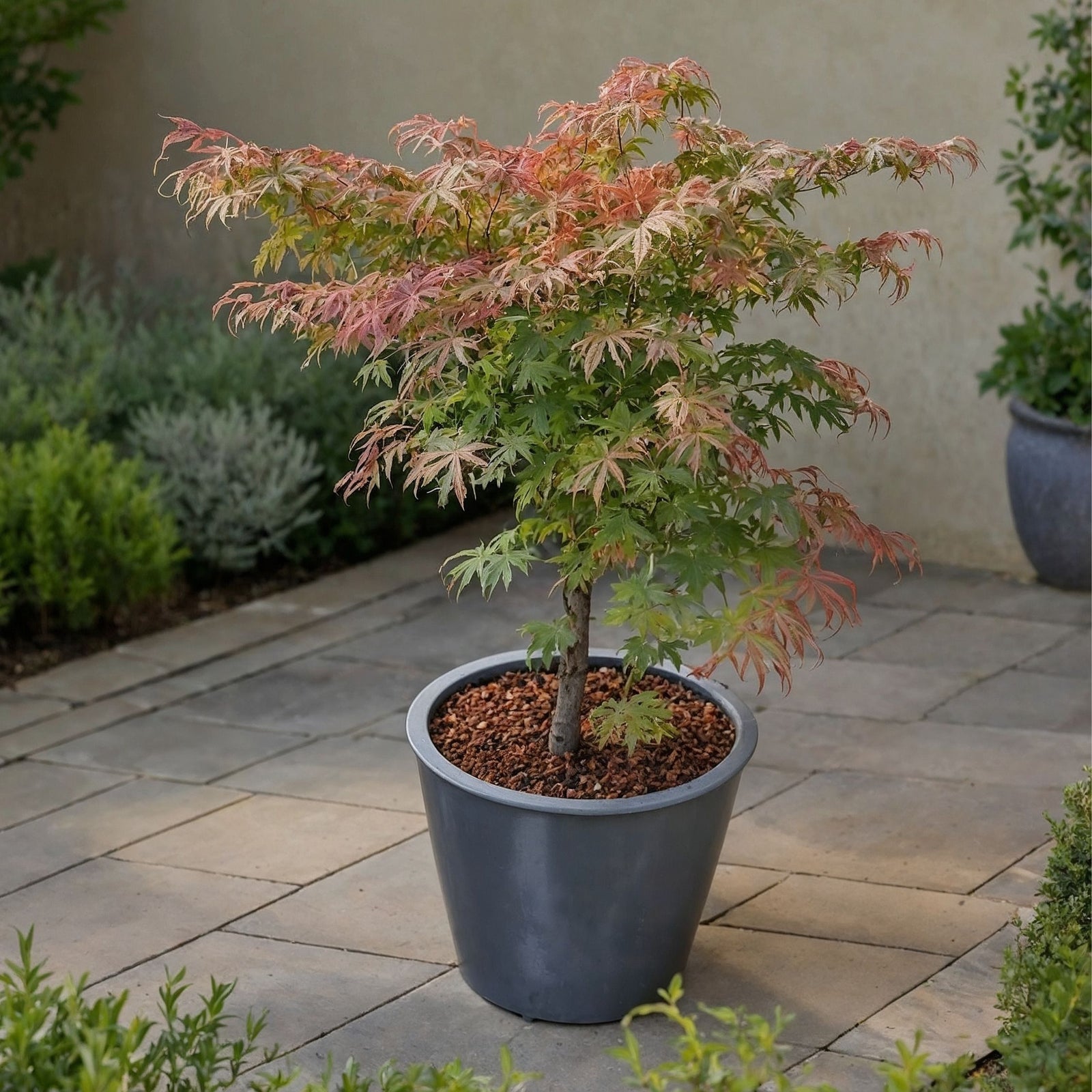 Japanese Maple - Acer Palmatum 'Little Princess' - Height 45-55cm - ⌀19cm | Set of 2 | Green