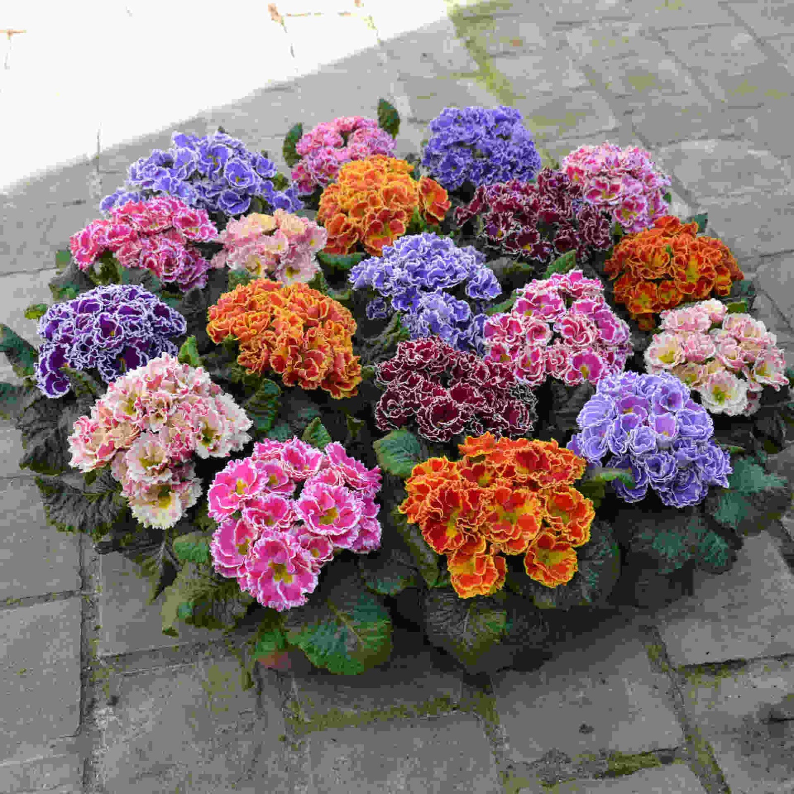 Primula Flamenco Mix - Ruffles And Frills - plug plants | Set-of-5 | Multi