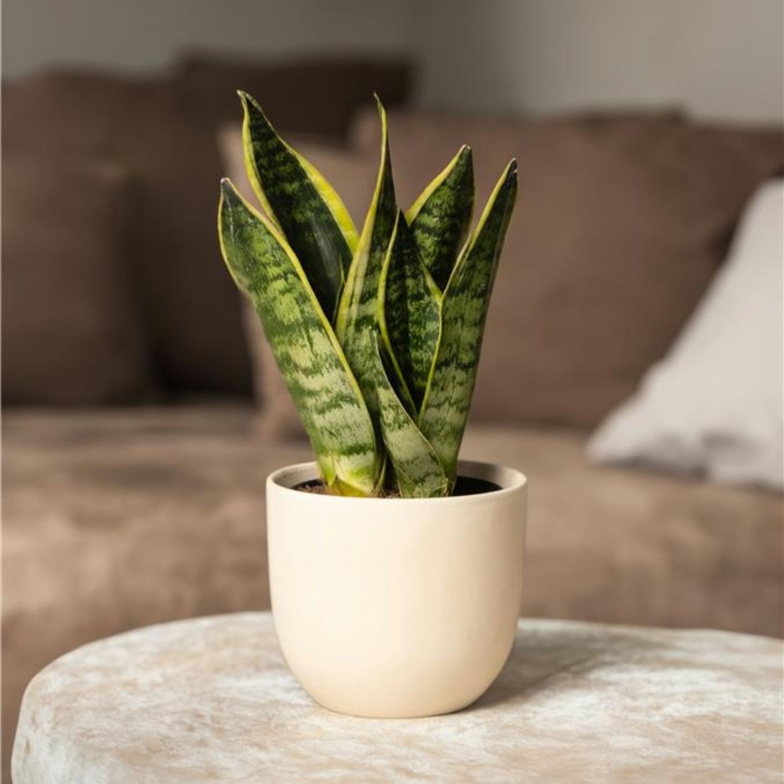 Snake Plant - 2 Pcs. - Sansevieria 'futura Superba' - Height 35-40cm - ⌀12cm | Set of 2 | Green