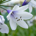Agapanthus 'twister' (bicolour, Rhs Agm, 60cm) | 1 x 2L | Blue & White