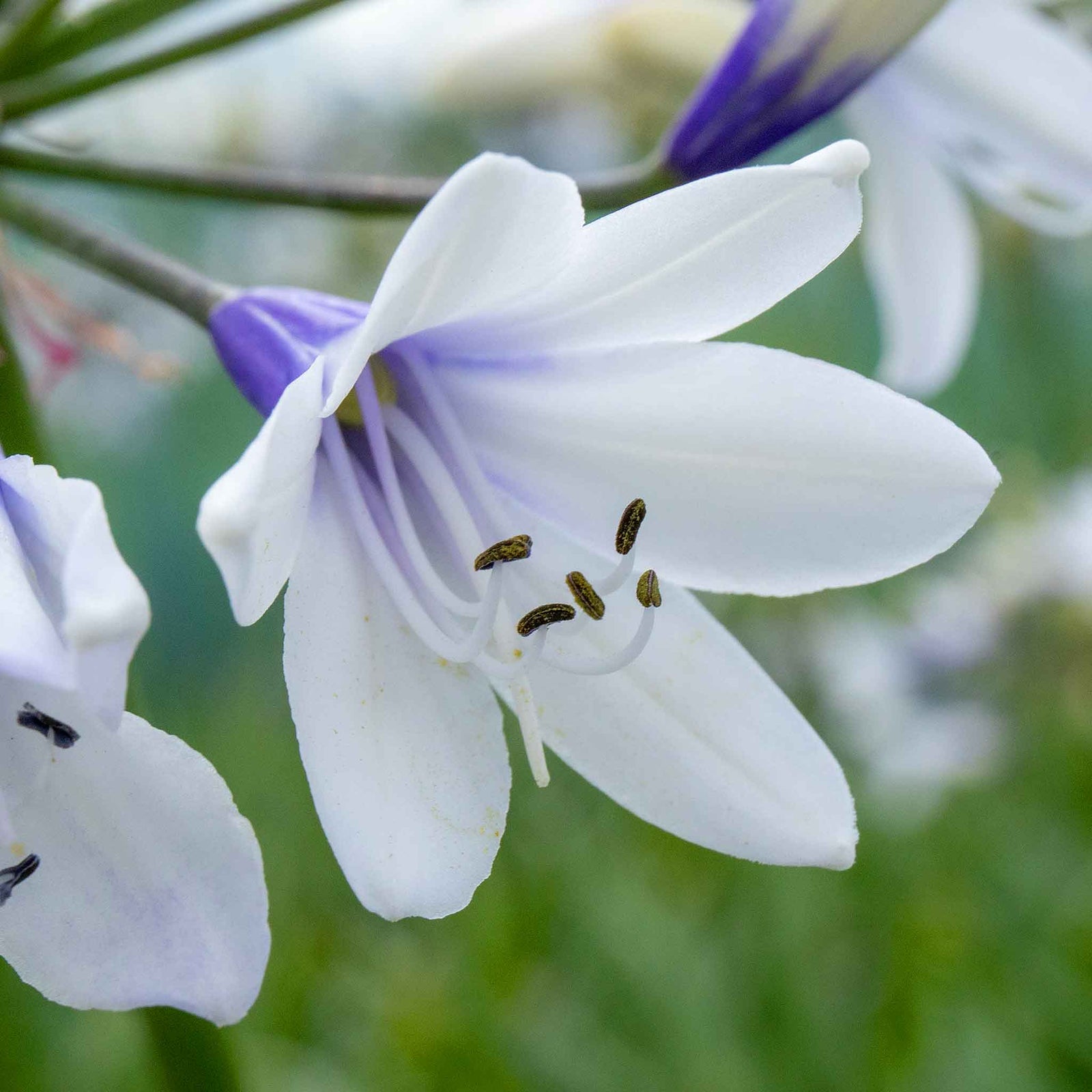 Agapanthus 'twister' (bicolour, Rhs Agm, 60cm) | 3 x 9cm | Blue & White