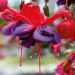 Hayloft ‘dazzling Fuchsia Double Collection’ - plug plants