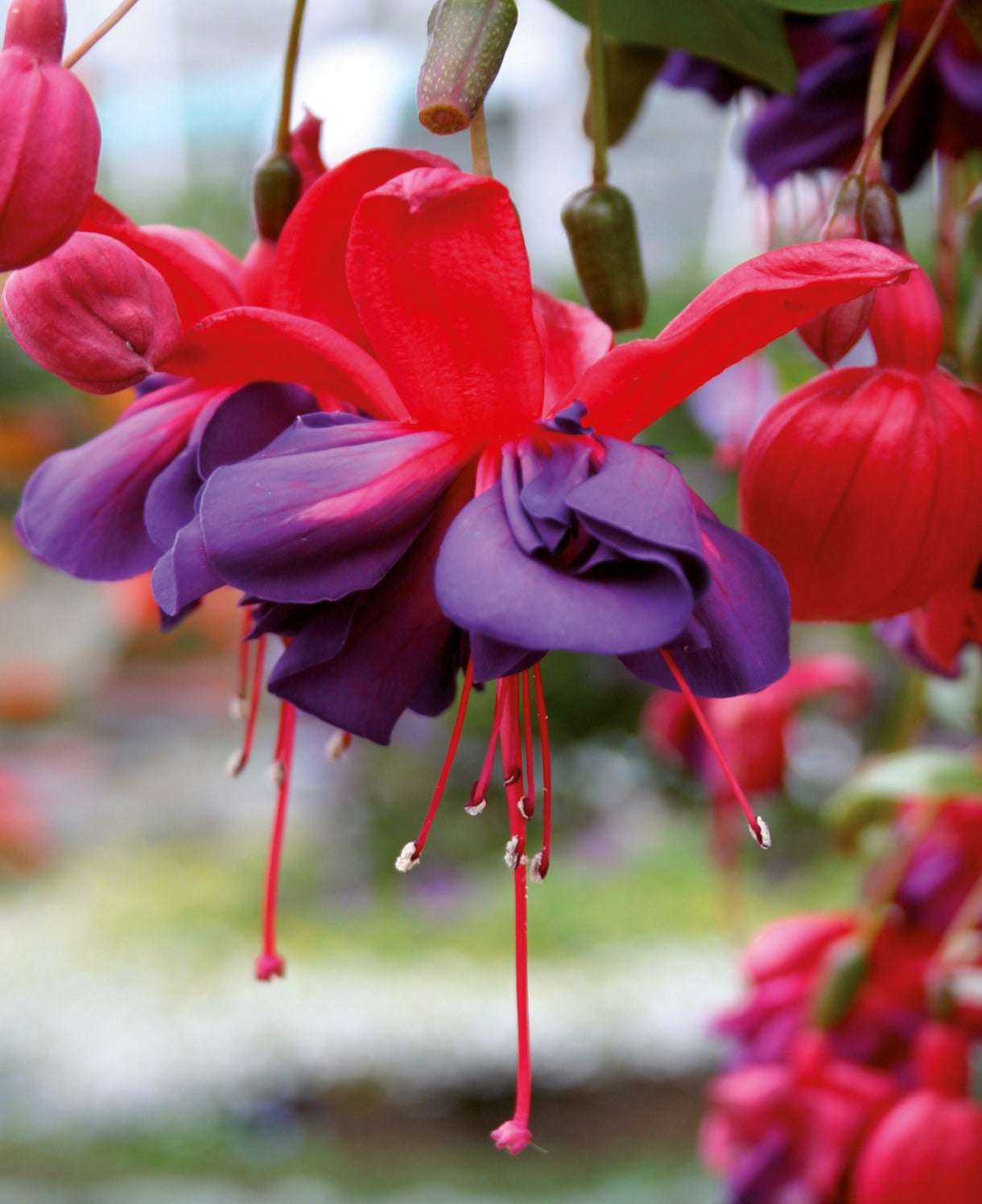 Hayloft ‘dazzling Fuchsia Double Collection’ - plug plants