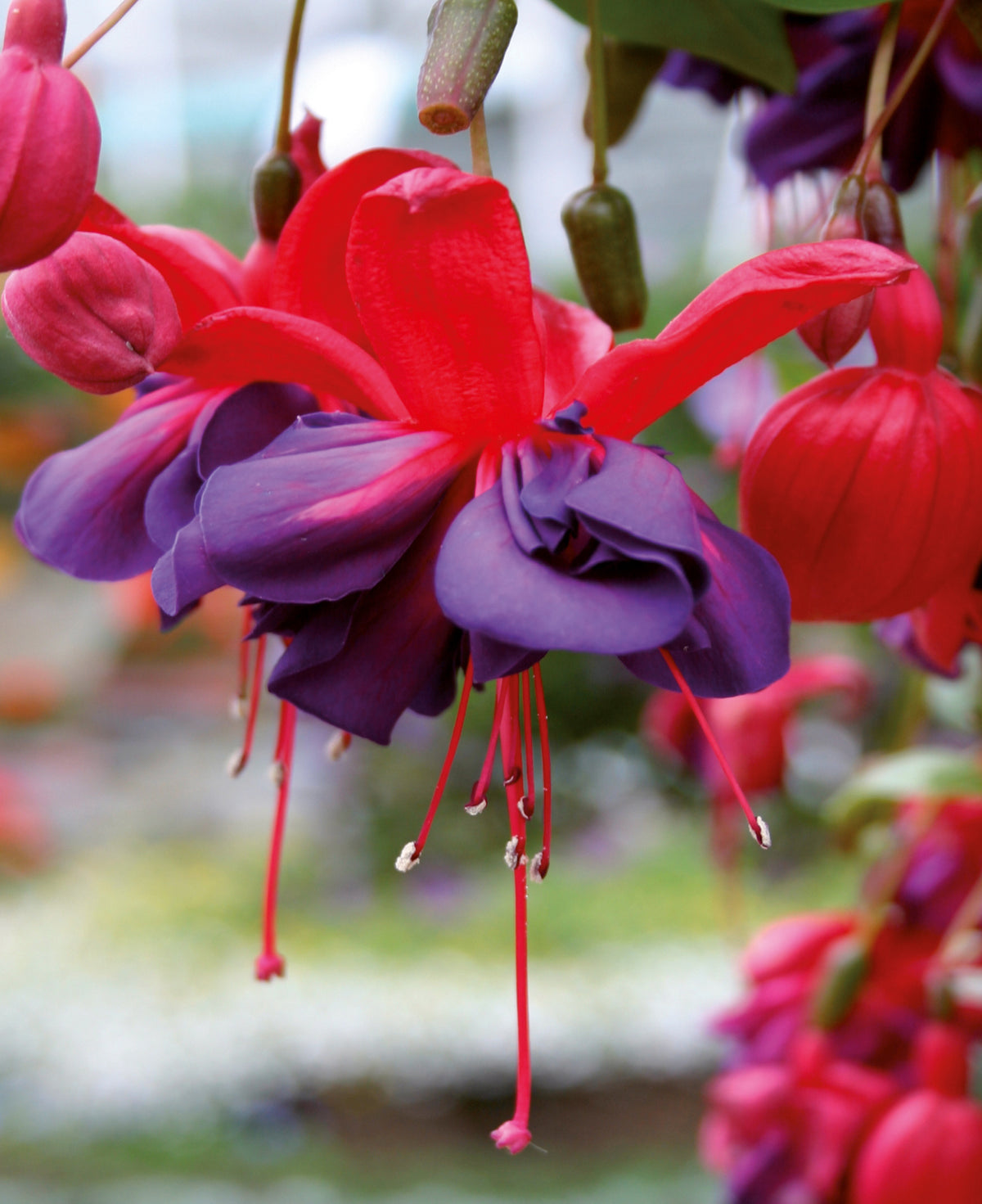 ‘dazzling Fuchsia Double Collection’ - plug plants | Set of 25 | Multi