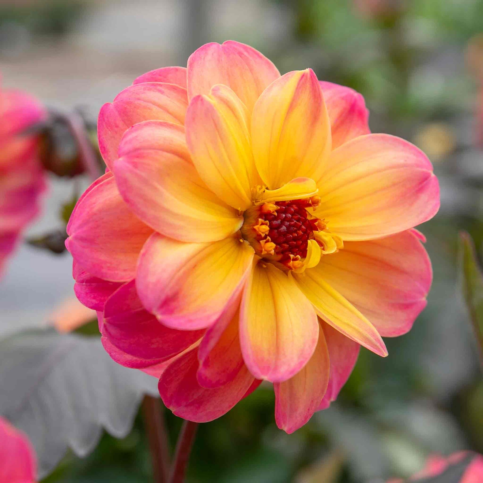 Dahlia 'mystic Fantasy' - Apricot-pink Flowers, Dark Foliage, 90-120cm | 3 x Jumbo Plugs | Multi Colour