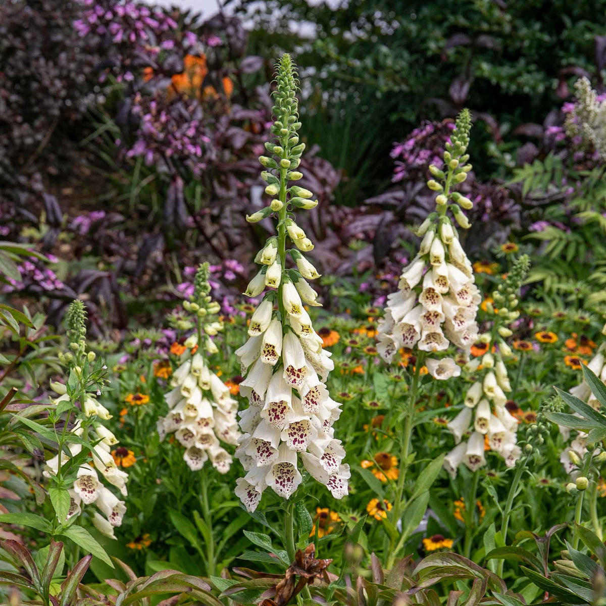 Digitalis 'dalmatian Cream' Compact Rhs Award Foxglove | Set of 12 | Multi