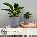 Sweetheart Plant - Philodendron 'green Princess' - Height 20-30cm - ⌀12cm | Set of 1 | Green