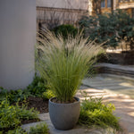 Mexican Feather Grass - Stipa Tenuifolia 'Pony Tails' - H20-30cm - ⌀9cm | Set of 9 | Green