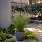 Mexican Feather Grass - Stipa Tenuifolia 'Pony Tails' - H20-30cm - ⌀9cm | Set-of-9 | Green