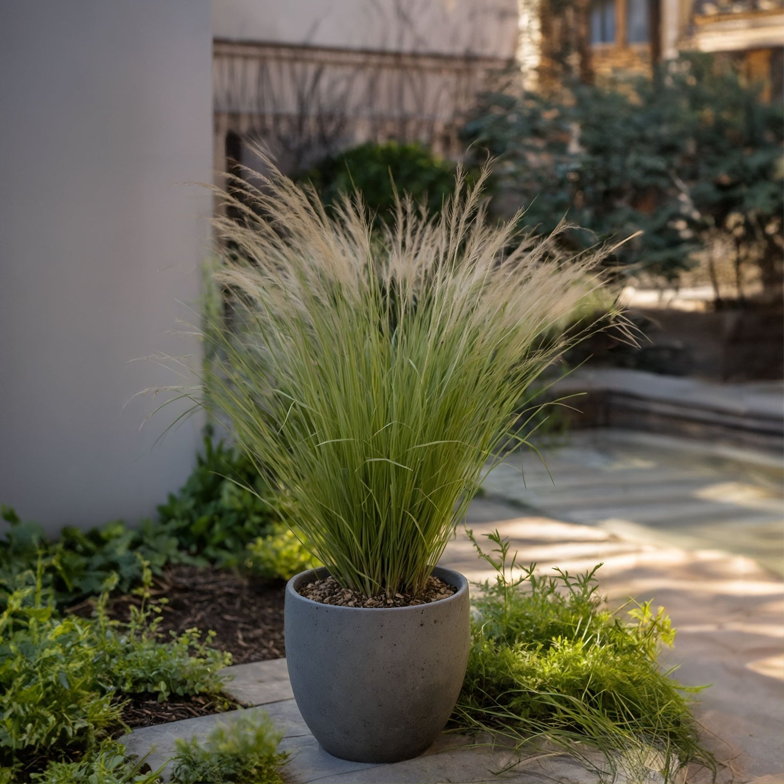 Mexican Feather Grass - Stipa Tenuifolia 'Pony Tails' - H20-30cm - ⌀9cm | Set-of-9 | Green