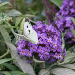 Buddleja 'butterfly Candy Little Sweetheart' Dwarf Purple Butterfly Bush | 1 x 9cm | Purple