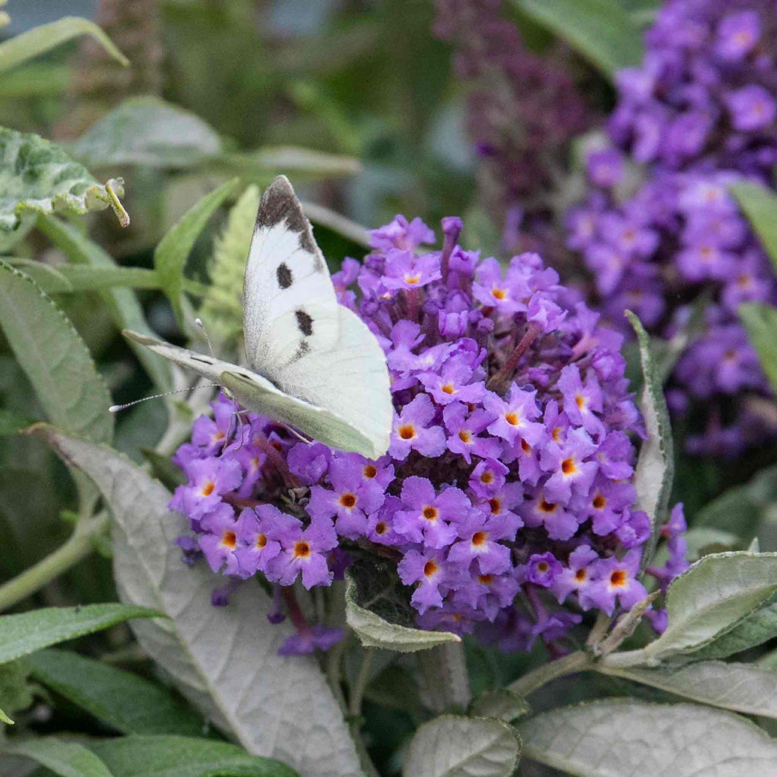 Buddleja 'butterfly Candy Little Sweetheart' Dwarf Purple Butterfly Bush | 1 x 3L | Purple
