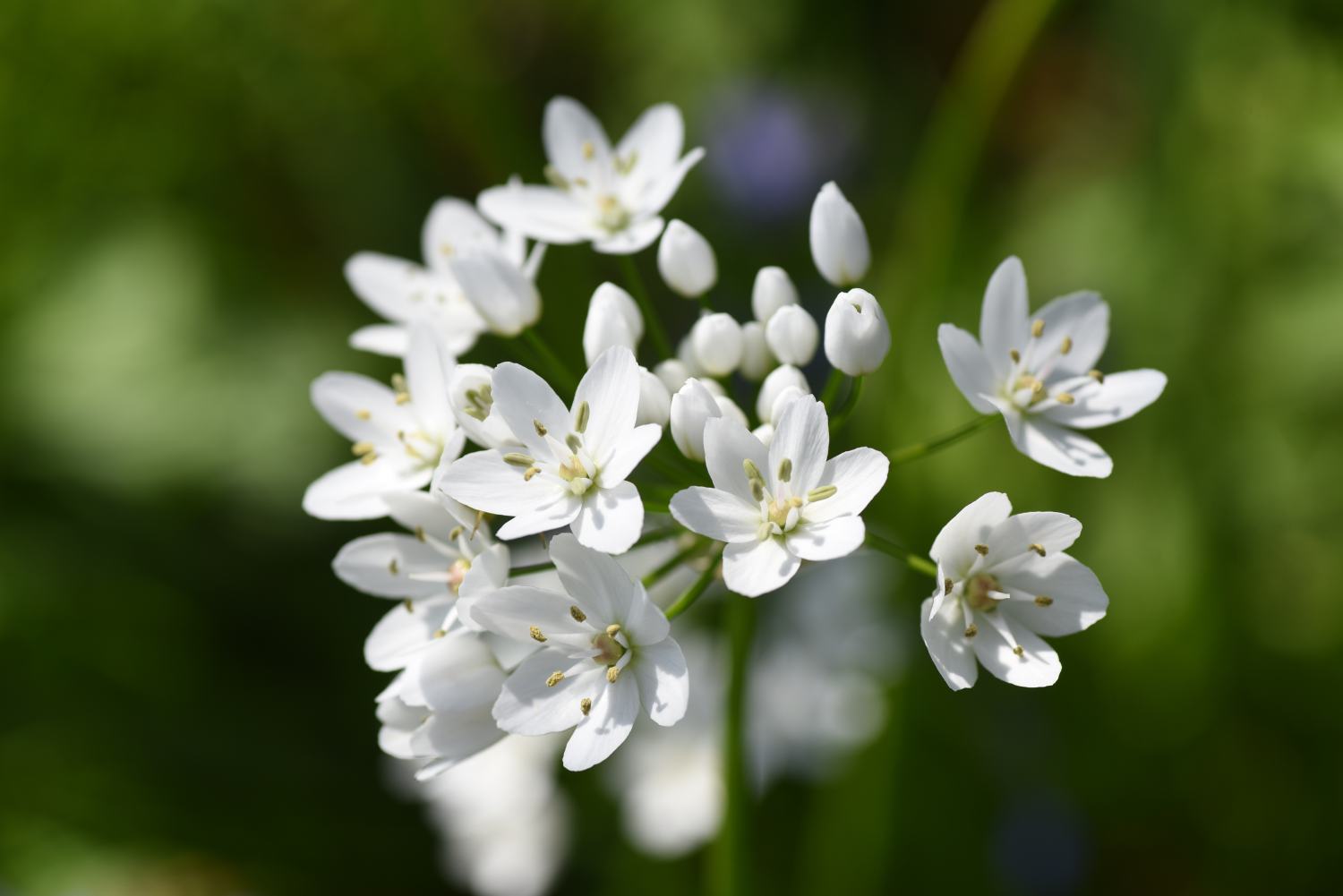 Allium Collection Bulbs | Set of 210