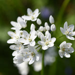 Allium Collection Bulbs | Set of 210