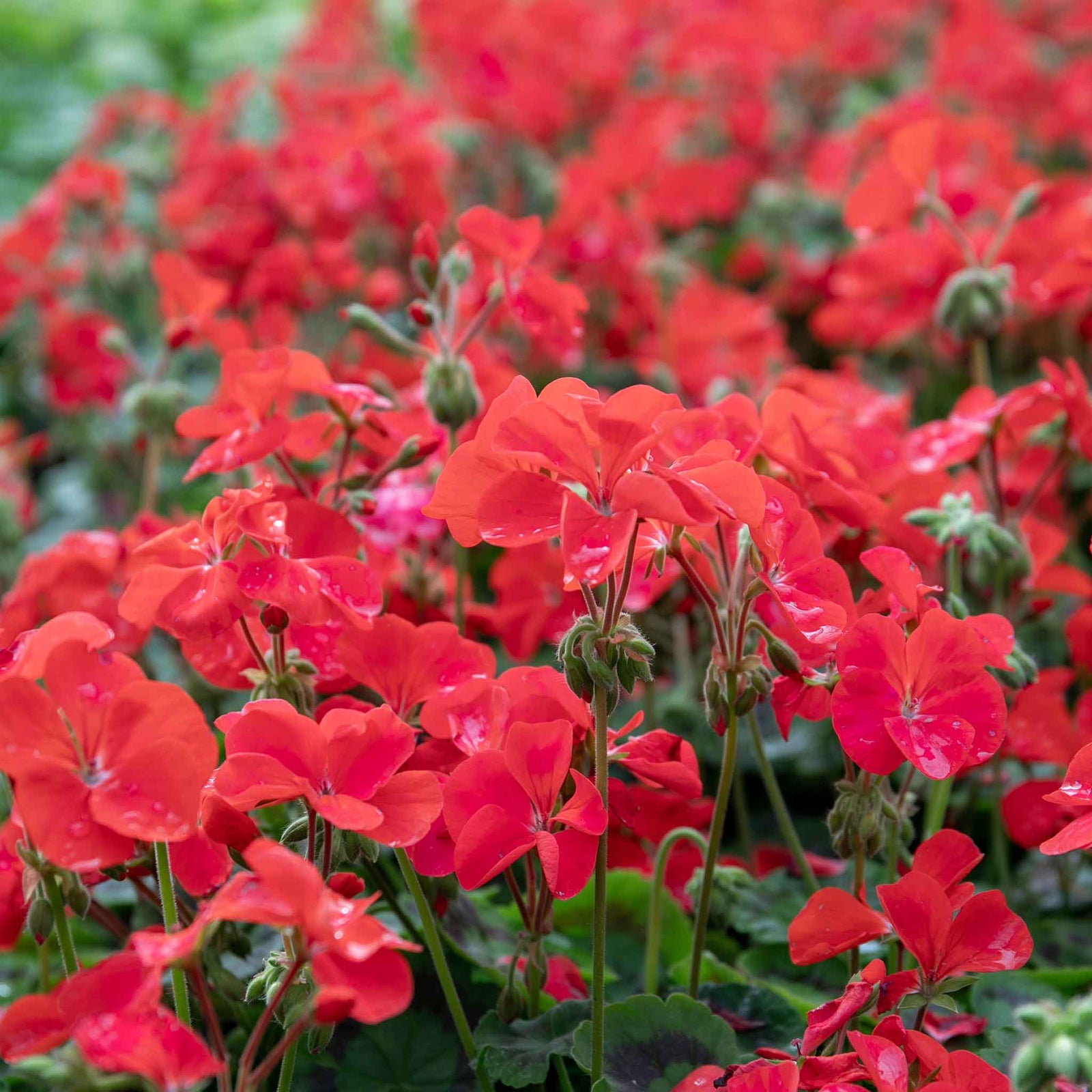 Geranium 'palladium Best Red F1' - Red Bedding Seedlings | 60 x Pro Grower Plugs | Red