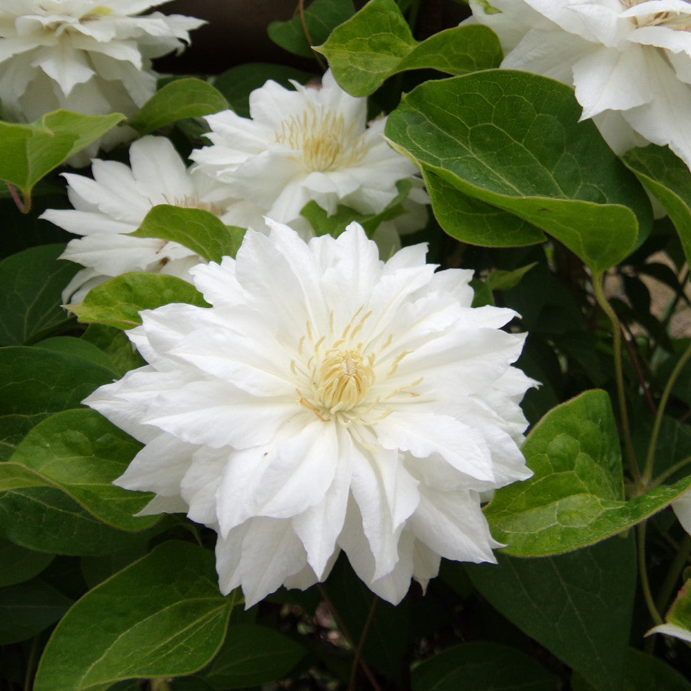 Clematis Manju  - Long Flowering Double Cream Climber - 1 X 9cm Pot