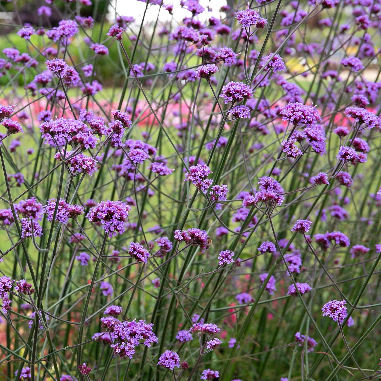 Verbena 'buenos Aires' Tall Violet-purple Perennial | 12 x Jumbo Plugs | Multi