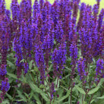 Salvia 'salvatore Blue' - Compact Indigo-blue, Pollinator-friendly Perennial Jumbo Plug Plants | Set of 3 | Purple