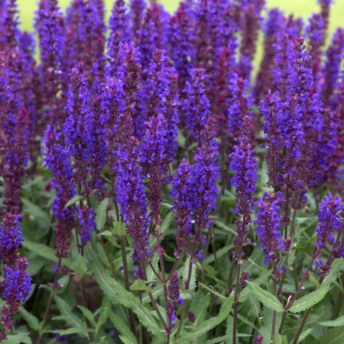 Salvia 'salvatore Blue' - Compact Indigo-blue, Pollinator-friendly Perennial Jumbo Plug Plants | Set of 3 | Purple
