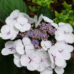 Hydrangea Macrophylla Teller White - 9cm pot | 1 x 9cm | White & Purple