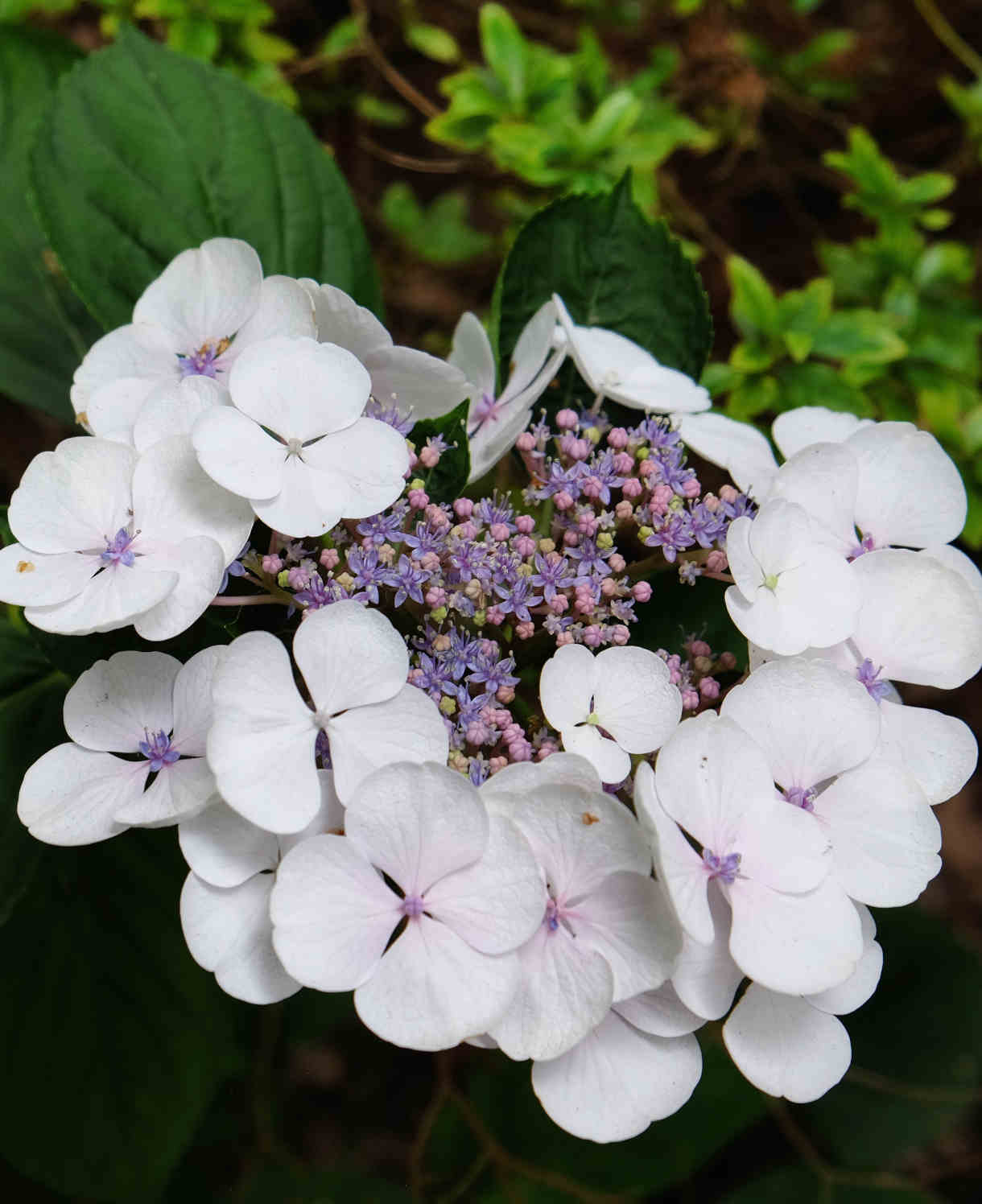 Hydrangea Macrophylla Teller White - 9cm pot | 1 x 9cm | White & Purple