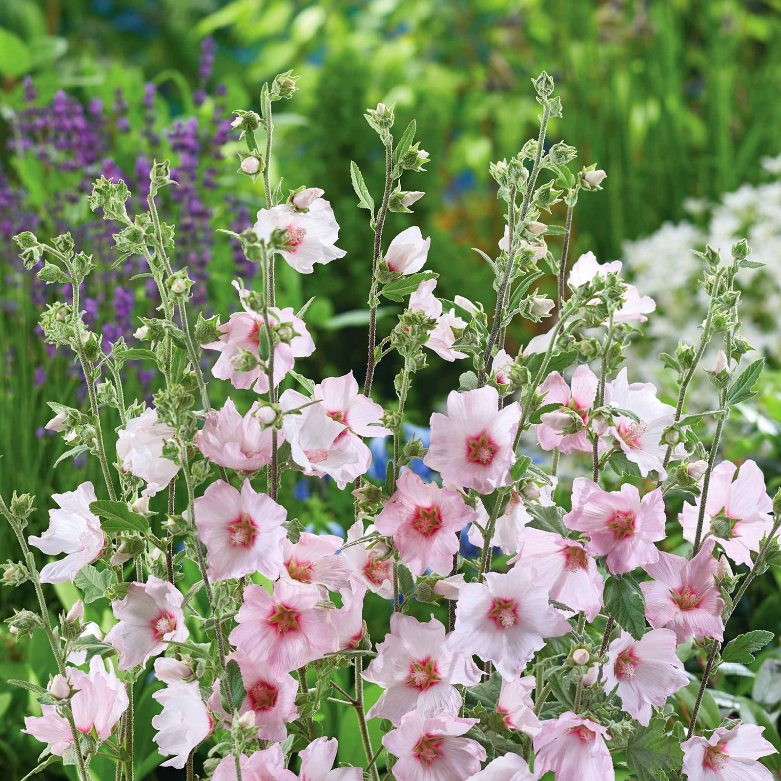 Lavatera Clementii 'barnsley Baby' - Hardy Pink Shrub | 1 x 3L