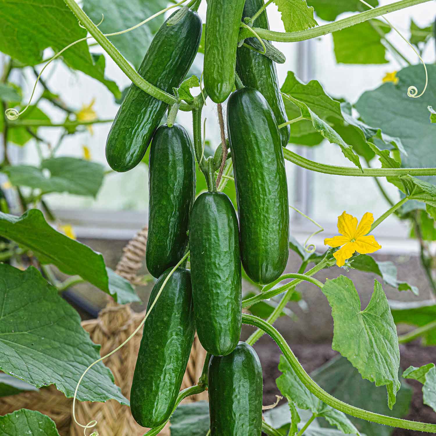 Grafted Cucumber 'picolino', All-female Disease-resistant Mini Cucumbers 7cm Plants | 1 x 7cm | Green