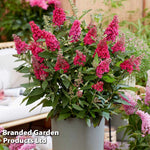 Thompson & Morgan Buddleja Butterfly Candy Little Ruby 9cm Pot X 1
