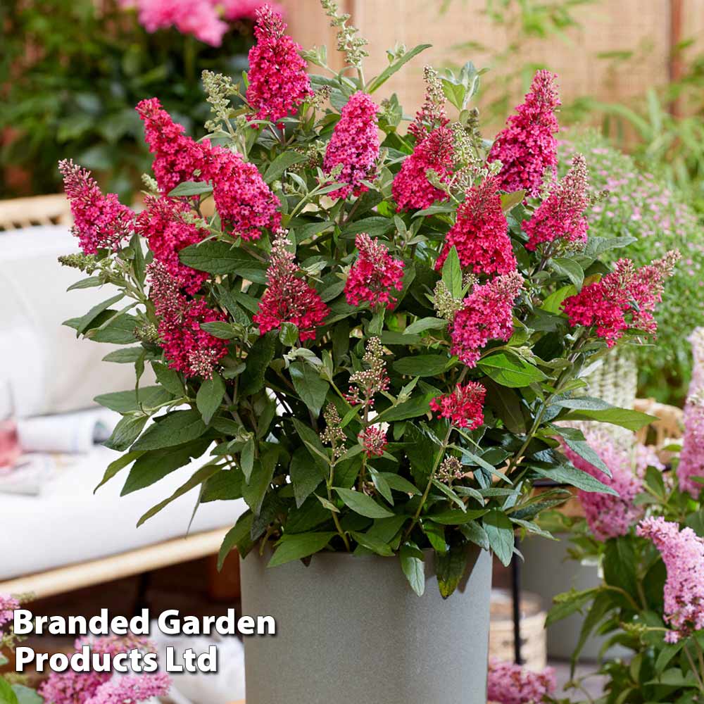 Thompson & Morgan Buddleja Butterfly Candy Little Ruby 9cm Pot X 1