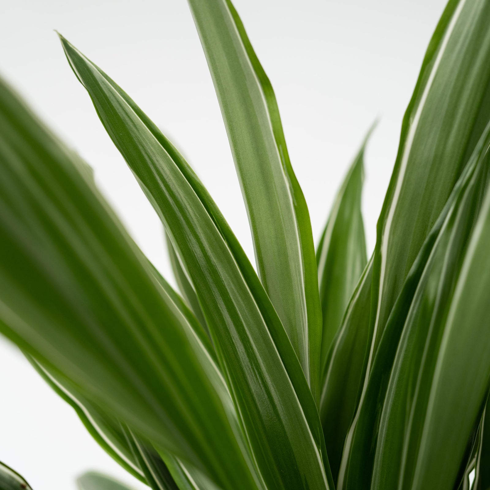 Dragon Tree - Dracaena Deremensis 'warneckei' - Height 60-70cm - ⌀17cm | Set of 1 | Green