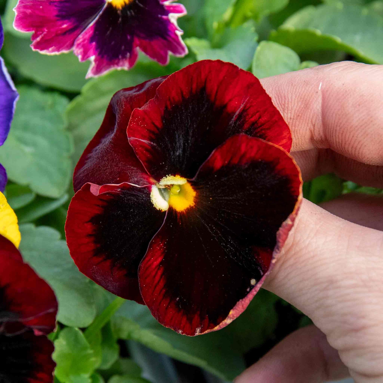 Pansy Matrix Blotched Mix Pro Grower Plugs