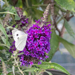 Buddleja 'candy Little Purple' (dwarf Butterfly Bush) | 1 x 3L | Purple