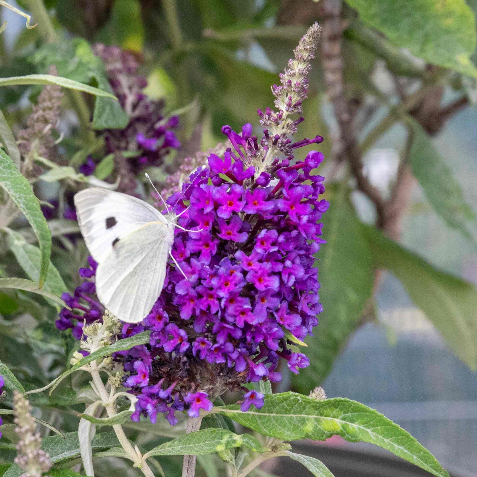 Buddleja 'candy Little Purple' (dwarf Butterfly Bush) | 1 x 9cm | Purple