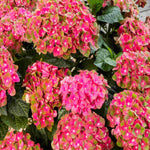 Hydrangea Rembrant Rosso Glory - 14cm pots | Set-of-1 | White