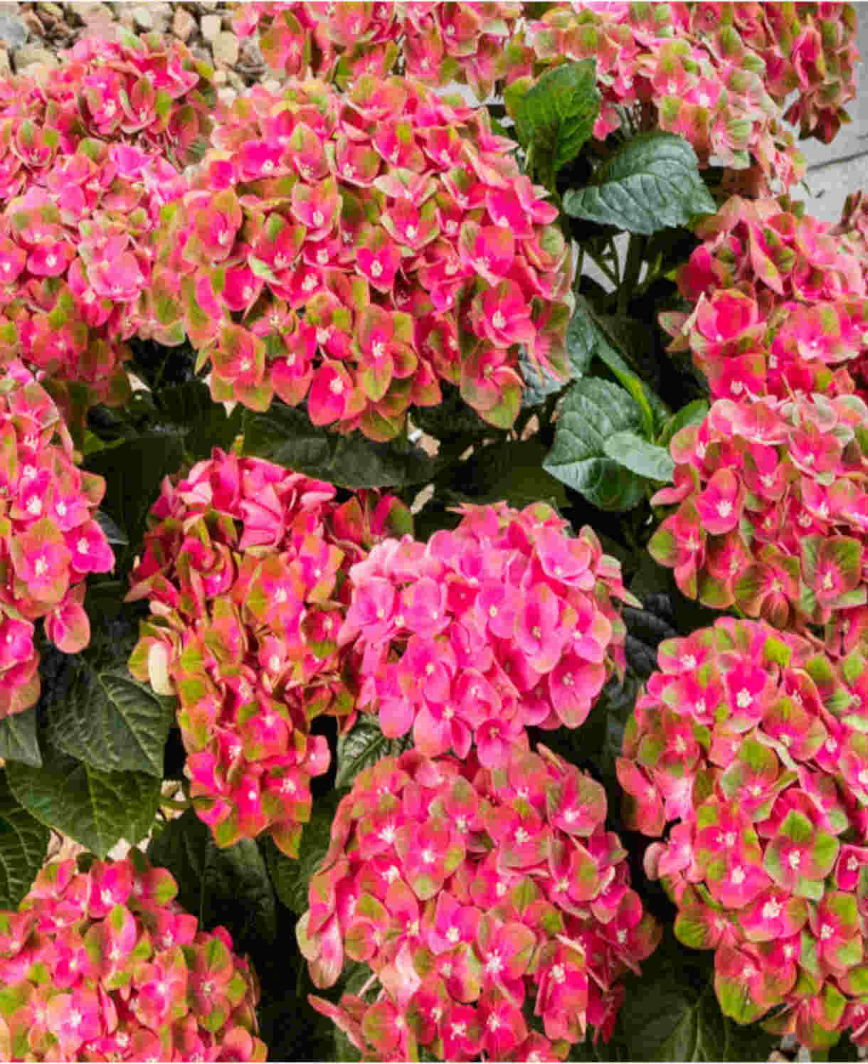 Hydrangea Rembrant Rosso Glory - 14cm pots | Set-of-1 | White