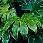 Fatsia Spider's Web - 2 Litre Pots | 2 x 2L | White