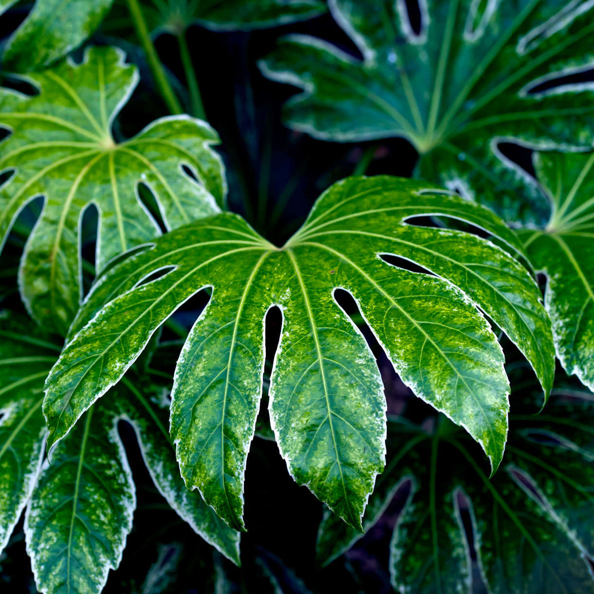 Fatsia Spider's Web - 2 Litre Pots | 2 x 2L | White