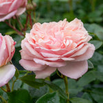 Rose 'joie Du Vivre' Floribunda - Rose Of The Year 2011 | 1 x Bare Root | Pink